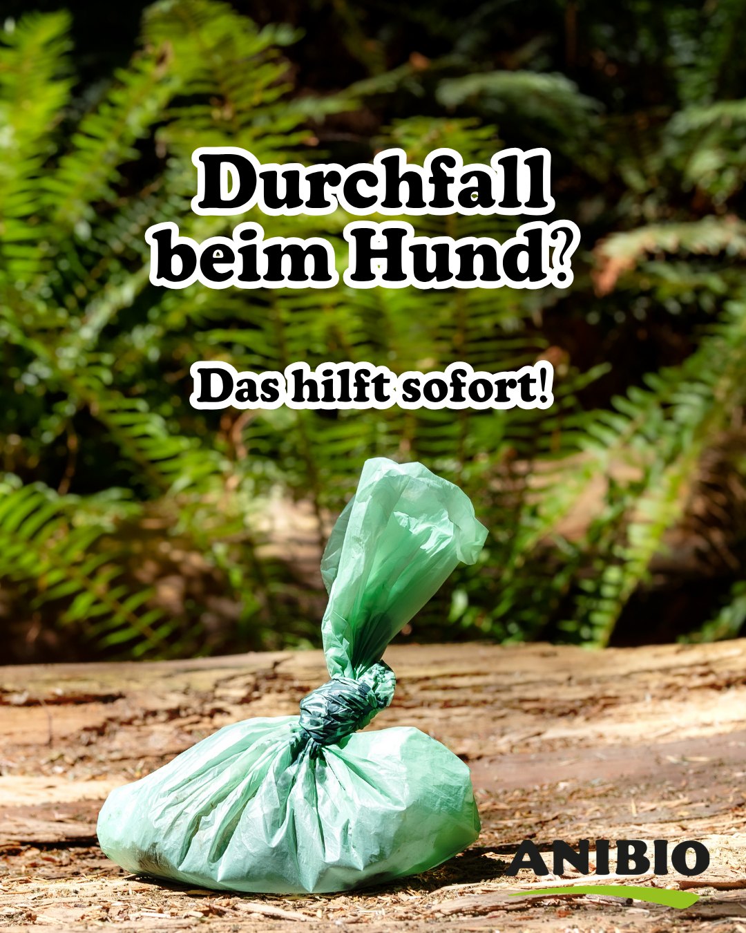 Durchfall beim Hund Durchfall beim Hund