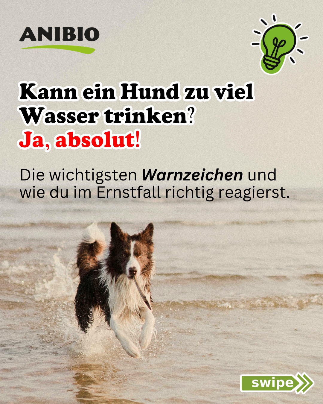 Kann ein Hund zu viel Wasser trinken?