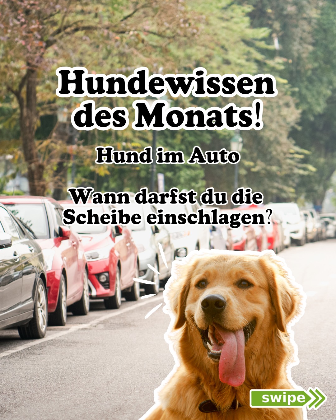 Hund im heißen Auto. Ab wann dürfen Sie die Scheibe einschlaggen Hund im heißen Auto. Ab wann dürfen Sie die Scheibe einschlaggen