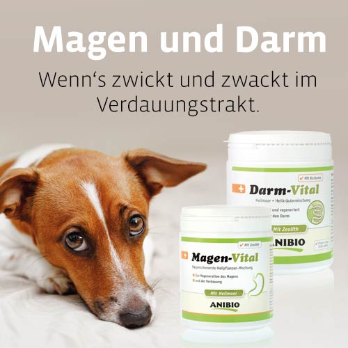 Magen Darm Hund | Anwendungen