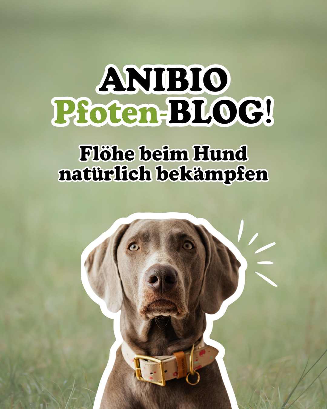 Flöhe beim Hund natürlich bekämpfen