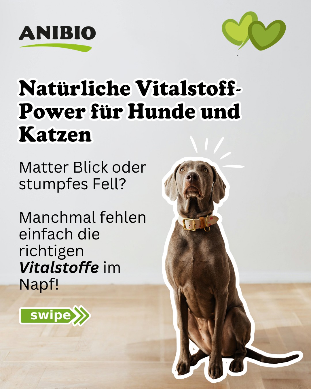 Die tägliche Extraportion Vitalität 🐾 Eine ausgewogene Nährstoffversorgung ist das Fundament für ein langes, aktives Tierleben. Mit Anibio Hunde-Vital und Anibio Katze-Vital schließt du eventuelle Nährstofflücken ganz gezielt und das rein natürlich. Reine Naturkraft: Hochwertige Zusammensetzung aus Kräutern, Mineralstoffen und Spurenelementen, garantiert ohne synthetische Zusätze, Aromen oder Konservierungsstoffe. Glänzendes Fell & gesunde Haut: Fördert den Hautstoffwechsel und unterstützt ein kräftiges, dichtes Fellkleid (ideal auch während des Fellwechsels). Stabiler Bewegungsapparat: Wertvolle Mineralien stärken Knochenbau, Sehnen und Gelenke. Spezifisch abgestimmt: Hunde-Vital liefert die ideale Basis für jede Fütterungsart (auch perfekt als BARF-Zusatz). Katze-Vital ist speziell auf die besonderen Bedürfnisse von Samtpfoten abgestimmt Sorge jeden Tag für Vitalität, Lebensfreude und Gesundheit, die man von außen sieht! 🌿 👉 Unsere Produkte findest Du in unserem Online-Shop oder im Zoofachhandel in Deiner Nähe. Den Link findest Du direkt in unserer BIO! #hundegesundheit #katzengesundheit #barfzusatz #natürlichetierpflege #fellwechsel #futterergänzung