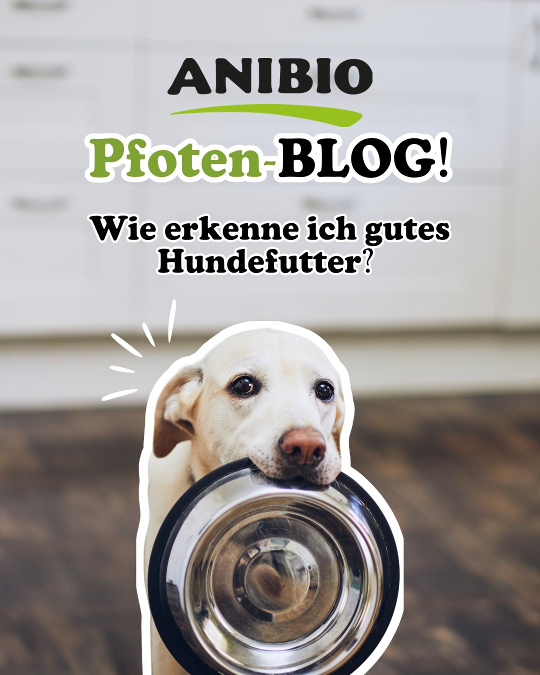 Wie erkenne ich gutes Hundefutter?
