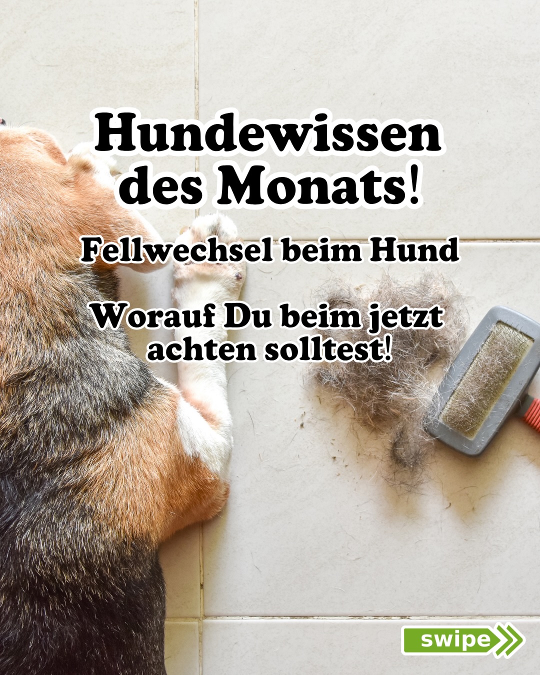 Fellwechsel beim Hund