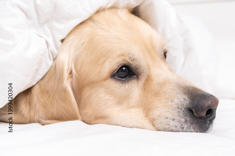 Hilfe, mein Hund hat Würmer, was soll ich tun?