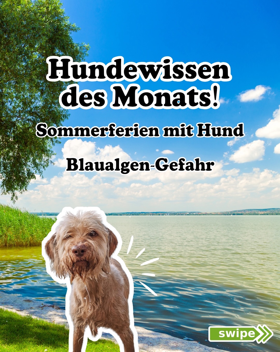 Ein heißer Sommertag, ein kühler See und ein Hund, der sich riesig auf den Sprung ins kühle Nass freut. Klingt nach dem perfekten Moment, oder? Doch gerade an heißen Tagen lauert im stehenden Gewässer eine unterschätzte Gefahr, die oft erst zu spät bemerkt wird: Blaualgen (Cyanobakterien) Damit Du die heißen Tage unbeschwert genießen kannst und genau weißt, worauf Du achten musst, haben wir hier Deinen Ratgeber für die Sommerzeit: Versteckte Gefahr erkennen: Blaualgen sind eigentlich Bakterien, die sich bei Hitze in stehenden Gewässern rasant vermehren. Du erkennst sie oft an schlierigen, grün-blauen Teppichen auf der Wasseroberfläche, trüber Sicht oder muffigem Geruch. Wenn Dir ein See komisch vorkommt: Bleib lieber an Land. Gefährlich beim Trinken und Putzen: Die Gifte werden nicht nur aufgenommen, wenn der Hund aus dem See trinkt. Auch wenn er sich nach dem Schwimmen die Pfoten oder das Fell sauber leckt, gelangen die Bakterien in den Körper. Vorsicht ist besser als Nachsicht: Biete unterwegs lieber frisches Leitungswasser aus einer mitgebrachten Flasche an, damit gar nicht erst die Versuchung entsteht, aus dem Tümpel oder See zu trinken. Anzeichen ernst nehmen: Reagiert Dein Hund nach dem Wasser-Ausflug mit starkem Speicheln, Erbrechen, Zittern oder wackeligem Gang? Warte nicht ab, sondern fahre sofort zur Tierarztpraxis und erwähne den Verdacht auf Blaualgen. Kommt sicher durch den Sommer 🌿 Teile diesen Beitrag, um andere Hundebesitzer zu warnen! 🌊 Wusstest du schon? Hitze, aufregende Ausflüge oder unruhige Momente am Wasser können auch den Magen-Darm-Trakt Deines Hundes belasten. Unsere natürlichen Produkte unterstützen die Verdauung und sorgen dafür, dass Dein Hund auch an heißen Tagen rundum gestärkt bleibt. Schreib uns Info in die Kommentare und wir senden Dir alle Details direkt zu. #hundegesundheit #hundewissen #sommermithund #hundetipps #hundeliebe