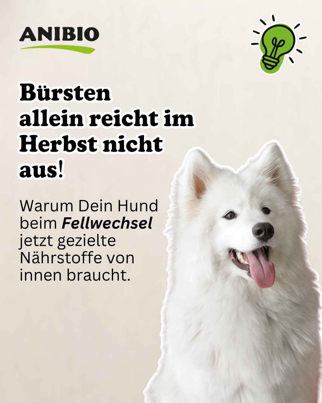 18093346163657838 Überall Hundehaare auf dem Sofa? Der Fellwechsel hat begonnen!🐕 Wenn die Tage kürzer und kühler werden, stellt sich der Körper Deines Hundes auf das dichte Winterfell um. Das kostet Energie und beansprucht den Stoffwechsel enorm. Typische Begleiter sind stumpfes Fell, Schuppen oder lästiger Juckreiz. So unterstützt Du Deinen Hund jetzt optimal: ANIBIO Biotin: Stärkt die Haarwurzeln gezielt von innen, beschleunigt das gesunde Nachwachsen und sorgt für ein spürbar dichteres, kräftiges Haarkleid ohne lästiges Ausfransen. ANIBIO Lachsöl: Liefert Deinem Hund essenzielle Omega 3 und Omega 6 Fettsäuren, die trockenem Fell intensiven Glanz verleihen und die empfindliche Hautbarriere wirksam vor dem Austrocknen schützen. ANIBIO Algenöl: Liefert essenzielle pflanzliche Nährstoffe für die hauteigene Schutzbarriere, mindert herbstbedingten Juckreiz und schenkt Deinem Hund ein rundum glänzendes, vitales Haarkleid. Mit der richtigen Nährstoffkombination von innen und außen kommt Dein Hund entspannt und glänzend durch den Herbst. Entdecke das gesamte Sortiment auf http://www.anibio.de und in jedem Zoofachhandel in Deiner Nähe. Wie meistert Dein Hund den Fellwechsel in diesem Jahr? Schreib es uns in die Kommentare! #anibio #fellwechsel #hundepflege #hundegesundheit #herbstmithund