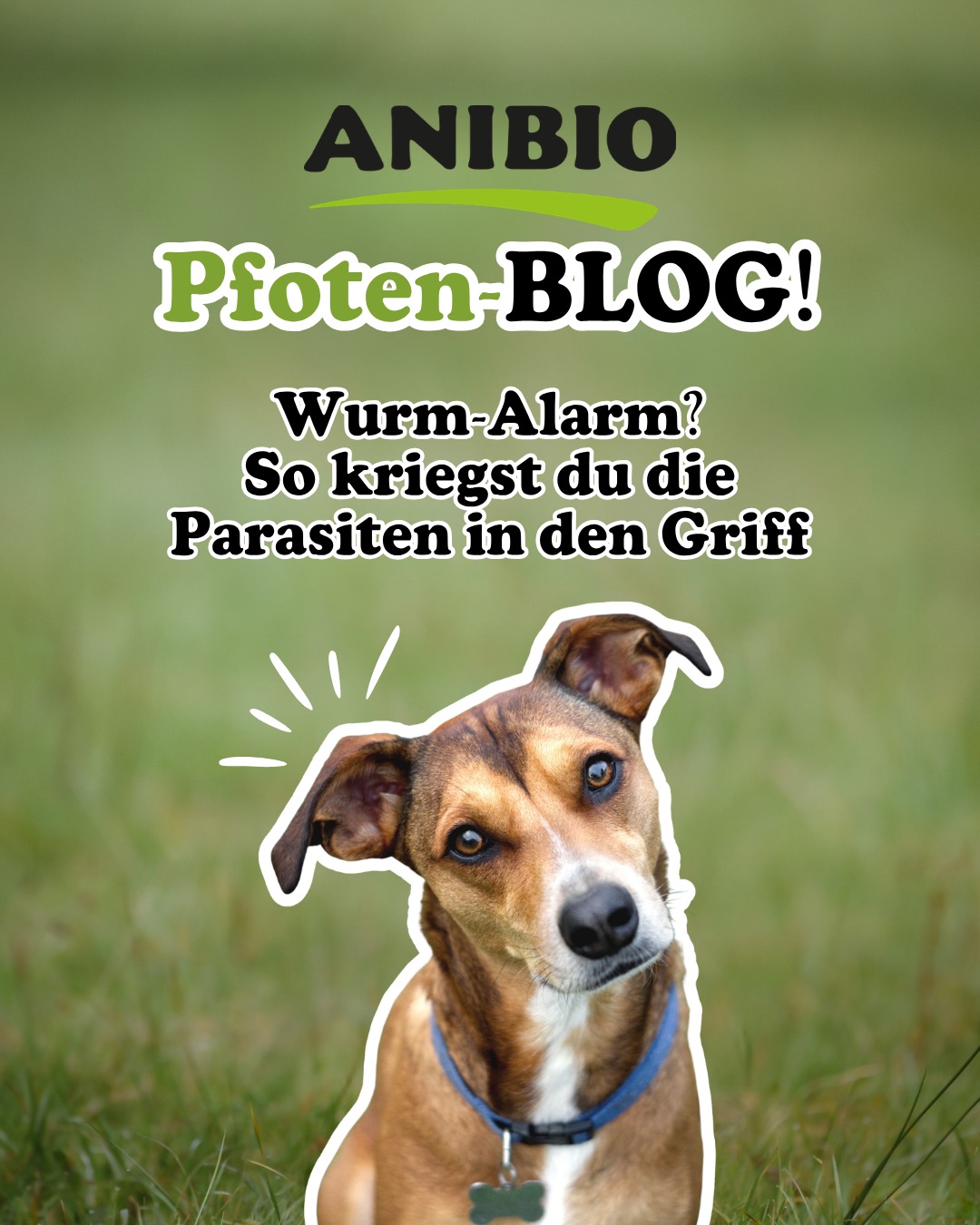 Wurm-Alarm? So kriegst du die Parasiten in den Griff