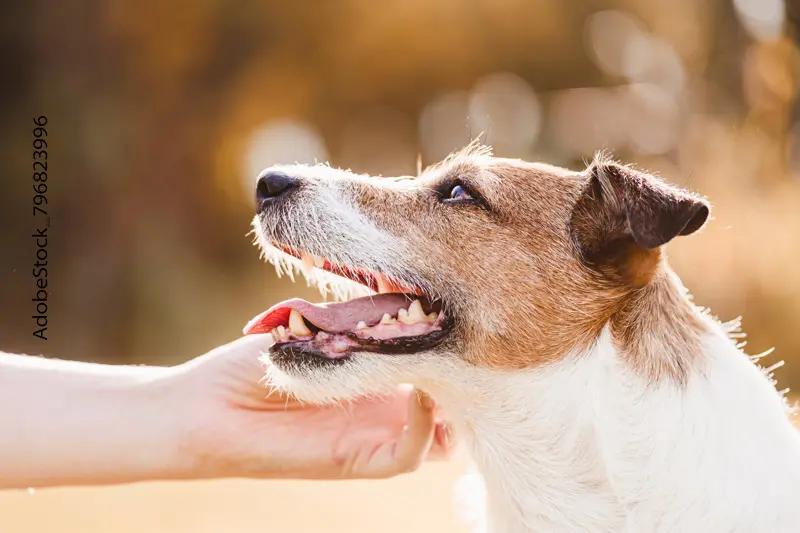 Die richtige Zahnpflege für Ihren Hund Die richtige Zahnpflege für Ihren Hund
