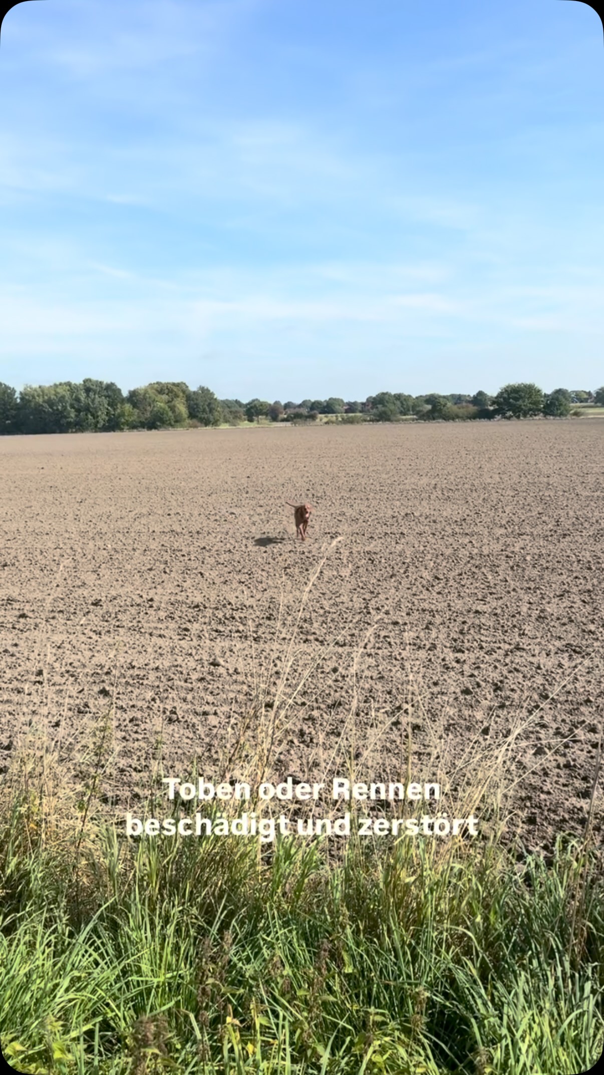 Hund auf dem Feld: Warum Landwirte darüber gar nicht glücklich sind 🌾🐾 Ein Spaziergang übers Feld wirkt harmlos, für die Landwirtschaft ist es das aber oft nicht. Die Aufnahmen für dieses Video sind übrigens mit einem Landwirt abgesprochen, sie dienen rein der Aufklärung. 🌱 Frisch eingesäte Wintersaat wird beim Durchlaufen leicht beschädigt 🐄 Hundekot im Gras kann für Rinder gefährlich werden, wenn er später ins Heu oder die Silage gelangt 🚜 Felder sind kein öffentlicher Weg, auch wenn kein Zaun zu sehen ist Am besten bleibst Du mit Deinem Hund auf den ausgewiesenen Feld- und Wanderwegen, das schützt die Ernte und sorgt für ein gutes Miteinander zwischen Hundehaltern und Landwirten. Wusstet Ihr, dass Hundekot für Kühe gefährlich werden kann? Schreibt’s uns in die Kommentare 👇 #hundewissen #hundealltag #hundeerziehung #herbstmithund