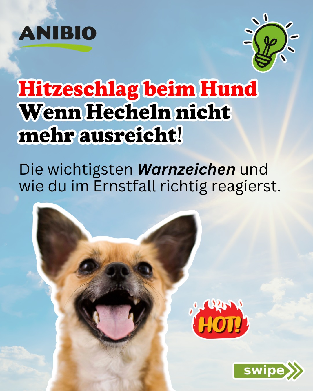 17867139459582674 ACHTUNG HITZESCHLAG: Unterschätze die Wärme nicht! ☀️🌡️ Für uns ist es die perfekte Sommerbrise – für unsere Hunde kann es schnell lebensgefährlich werden. Da Hunde kaum schwitzen können (nur ein bisschen an den Pfoten) und sich hauptsächlich durch Hecheln abkühlen, überhitzen sie viel schneller als wir. Hier ist das Wichtigste, das du jetzt wissen musst, um deine Fellnase zu schützen: 🚨 Die Warnsignale (Symptome) Ein Hitzeschlag kündigt sich an. Achte sofort auf diese Zeichen: Starkes, unaufhörliches Hecheln Tiefrote Zunge und blasse Schleimhäute Apathie, Taumeln oder Gleichgewichtsstörungen Rasender Puls Erbrechen oder Durchfall Im schlimmsten Fall: Bewusstlosigkeit. 🚫 Das absolute No-Go: Das Auto! Es kann nicht oft genug gesagt werden: Lass deinen Hund NIEMALS im Auto. Auch nicht „nur für 5 Minuten“, auch nicht im Schatten und auch nicht mit leicht geöffnetem Fenster. Ein Auto wird bei 26 °C Außentemperatur innerhalb von Minuten zum Backofen mit über 40 °C! 🆘 Erste Hilfe: Was tun im Ernstfall? Wenn du den Verdacht auf einen Hitzeschlag hast, zählt jede Sekunde: Raus aus der Sonne: Bring den Hund sofort in den Schatten oder einen kühlen Raum. Schrittweise abkühlen: Niemals eiskaltes Wasser über den Hund schütten! Das führt zum Schock. Nutze lauwarmes oder handwarmes Wasser. Fange an den Pfoten und Beinen an und arbeite dich langsam nach oben. Wasser anbieten: Aber nur, wenn der Hund bei klarem Bewusstsein ist. Niemals zum Trinken zwingen. Feuchte Tücher: Lege feuchte (nicht eiskalte!) Tücher auf den Bauch und den Nacken. Wichtig: Die Tücher nicht auf dem Hund liegen lassen, wenn sie sich erwärmt haben (Hitzestau!). Sofort zum Tierarzt: Auch wenn sich der Hund scheinbar erholt – pack ihn mit eingeschalteter Klimaanlage ins Auto und fahre sofort in die Praxis. Ein Hitzeschlag kann zeitversetzt zu Organschäden führen. Tipp für den Alltag: Verlege die großen Spaziergänge in die kühlen Morgen- oder späten Abendstunden. Und mach den „Asphalt-Test“: Ist der Boden zu heiß für deine Handfläche, ist er auch zu heiß für Hundepfoten! 🐾 Bleibt cool und passt auf eure Hunde auf! 🐶❤️ #hundegesundheit #hitzeschlaghund #sommermithund #hundetipps #hundeleben