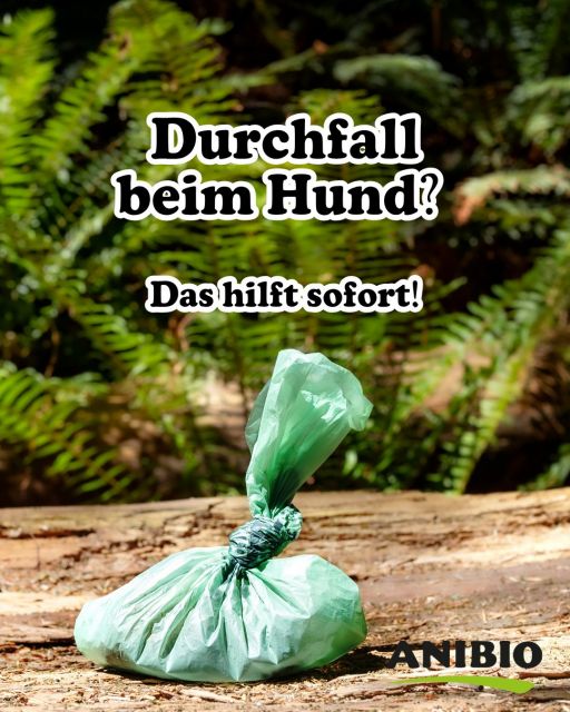 Durchfall beim Hund