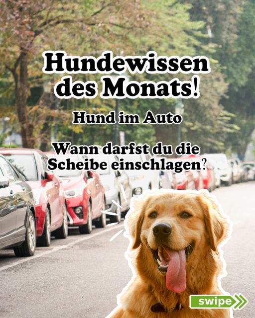 Hund im heißen Auto. Ab wann dürfen Sie die Scheibe einschlaggen