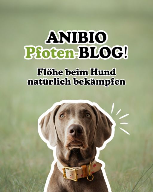 Flöhe beim Hund natürlich bekämpfen 