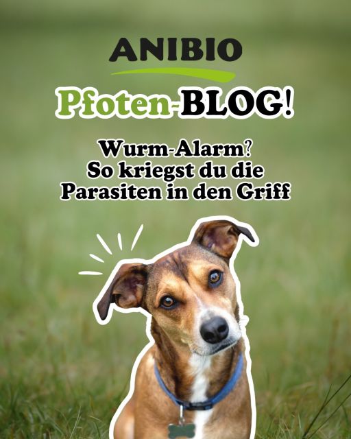 Wurm-Alarm? So kriegst du die Parasiten in den Griff
